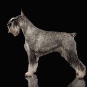 Diana - Standard Schnauzer