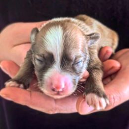 Boy 2 - male Chinese Crested puppy in Highland Park, Michigan from Family Kennel Dao Dog