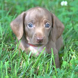 Nolan - Chocolate male Dachshund puppy in Griffin, Georgia from Always Trippin' Doxie Life