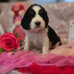 Felix - Black white and tan male English Springer Spaniel puppy in Cookeville, Tennessee from Krossroads Kennel