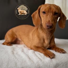 Jasper - Dachshund