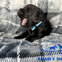 Blue - Black male Labrador Retriever puppy in Beaverdam, Virginia from Riverside Sunset Labrador Retrievers