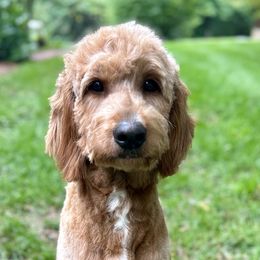 Goldendoodles from Heartfelt Doodles