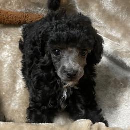 Poodle Puppies from Paradise Poodles