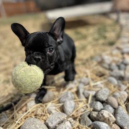 French Bulldog Puppies from Silver Maple Frenchies