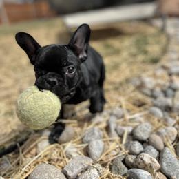 French Bulldog Puppies from Silver Maple Frenchies