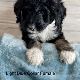 Aussiedoodle and Bernedoodle Puppies from North 40 Doodles