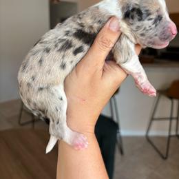Blue merle girl - Blue merle female Aussiedoodle puppy in Spring Hill, Florida from Pawprint Dreams Boarding and Kennel