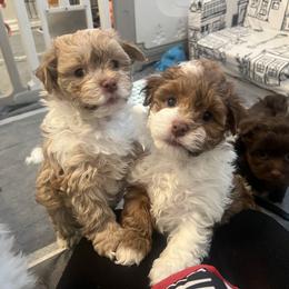 Red and White Male - Red male Havanese puppy in Monahans, Texas from Homeward Havanese, LLC