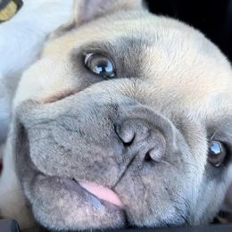 French Bulldogs from Kyanite Frenchies