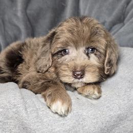 Battery - Merle male Sheepadoodle puppy in Cleveland, Georgia from Jam's Doodles And Poodles