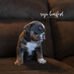 Bulldog Puppies from Lunsford Bulldogs
