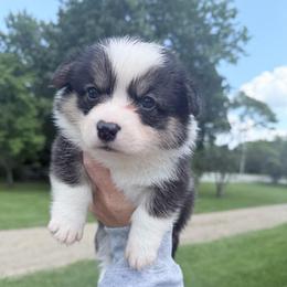 Yellow - Black and tan male Pembroke Welsh Corgi puppy in Saint Paris, Ohio from Lee Farm