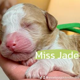 Jade - Phantom female Goldendoodle puppy in Great Falls, Montana from AnneLuna Goldendoodles