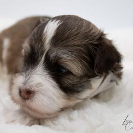 Anna - Chocolate sable female Havanese puppy in Hendersonville, North Carolina from Grayfinn House