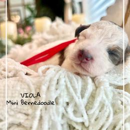 VIOLA - Black and white female Bernedoodle puppy in Houston, Texas from Pia’s Doodle Poodle Wag