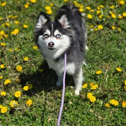 Minnie - Pomsky
