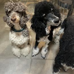 Bernedoodle and Poodle Puppies from Joe’s Poodles & Bernedoodles