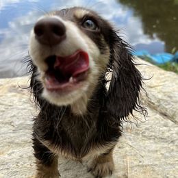 Dachshunds from Shy’s Teenie Weenies