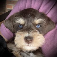 Miniature Schnauzer Puppies from Devon Dunlap