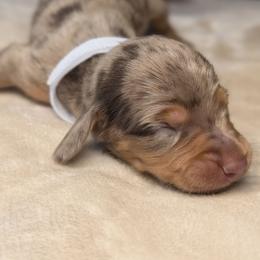 Apollo - Dapple male Dachshund puppy in Waddell, Arizona from The Bearded Companions