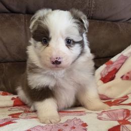 Red Merle Boy 2 CH sired - Blue merle male Border Collie puppy in Newalla, Oklahoma from Roughstock Border Collies and Dachshunds