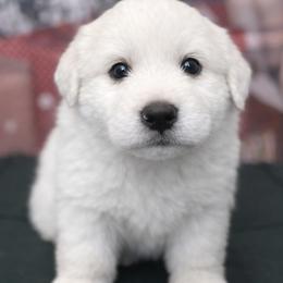 Great Pyrenees Puppies from Outlaw Acres Farm & Kennels