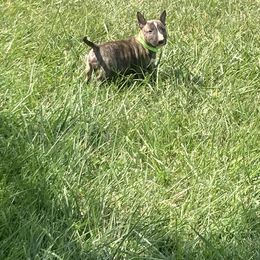 Boy 3 - male Miniature Bull Terrier puppy in Oak Forest, Illinois from Spitfire Miniature Bull Terriers