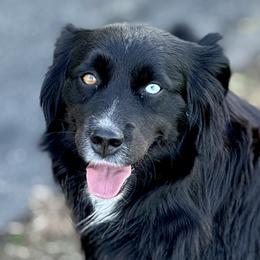 Remi - Miniature Australian Shepherd