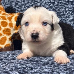 Honey - Black tri female Miniature Australian Shepherd puppy in Pinnacle, North Carolina from Higher Elevations Mini Aussies