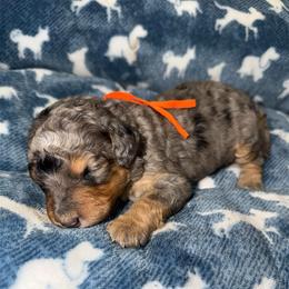 Uncle Sam - Merle male Bernedoodle puppy in Beecher, Illinois from Erica’s Doodles