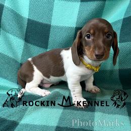 Yellow - Piebald male Dachshund puppy in George West, Texas from Rockin M Kennel