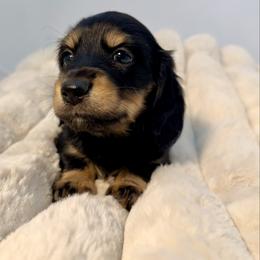 Forrest - Black and cream male Dachshund puppy in Red Bluff, California from Down The Hill Potterdale