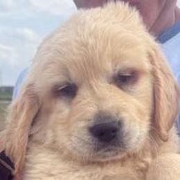 Robin's Egg Blue Girl - Light golden female Golden Retriever puppy in Fisher, Illinois from Aslan's Pride of Fidei Family Farms