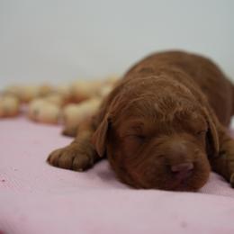 Belle - Red  female Goldendoodle puppy in Lancaster, Pennsylvania from Henriquez Puppies