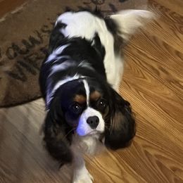 Heidi - Cavalier King Charles Spaniel
