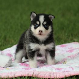 Pomsky Puppies from Susan Warnock