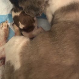 Shih Tzu Puppies from Wood Foo Breeders