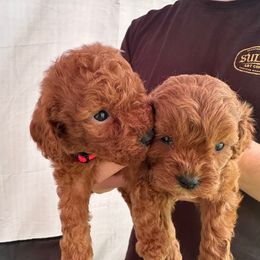 Red Collar Male - Red male Cavapoo puppy in Tolono, Illinois from The Golden Rule Doodles