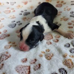 Otis - Black and white male Sheepadoodle puppy in Bellevue, Iowa from Fluffy Wonders Poms and Doodles
