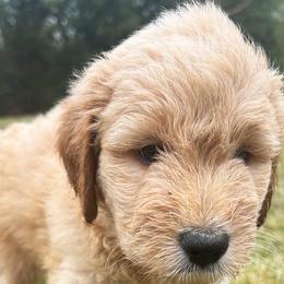 Goldendoodles from Grandview Goldendoodles