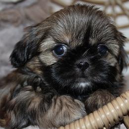 Girl 3 - Red and white female Shih Tzu puppy in Craig, Colorado from Rocky Mountain Shih Tzus and Dry Creek Miniature Dachshunds