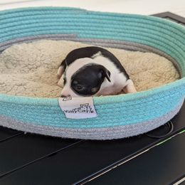 Chihuahua Puppies from Wilds Farms
