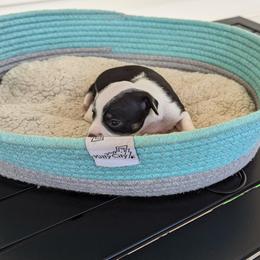 Chihuahua Puppies from Wilds Farms