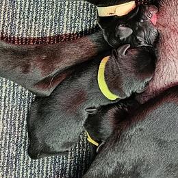 Lime Green Collar - Female - Black female Labrador Retriever puppy in Boyd, Minnesota from Lindley Labradors
