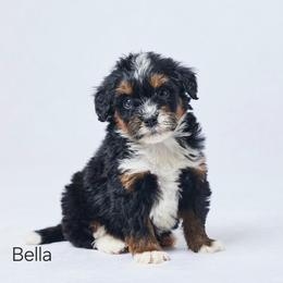 Bella - Tri-color female Bernedoodle puppy in Apple Creek, Ohio from Grandeur Valley Puppies