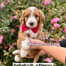 Torch - Red  male Goldendoodle puppy in Orangevale, California from Ugly Dad Doodles