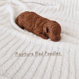 Copper - Red  male Poodle puppy in Midway City, California from Rapture Red Poodles