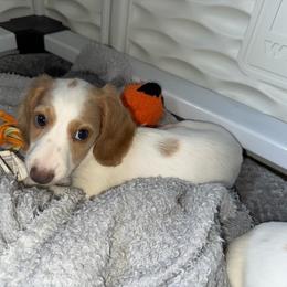 Boy3 - Piebald male Dachshund puppy in Stockton, California from Royalty Weenies