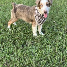 Ranger - Red merle male Miniature Australian Shepherd puppy in Doddridge, Arkansas from Huddleston Farm